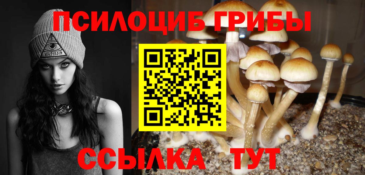 Псилоцибиновые грибы Cubensis  Вход с VPN  цена   Черногорск  Псилоцибиновые грибы прущие грибы 